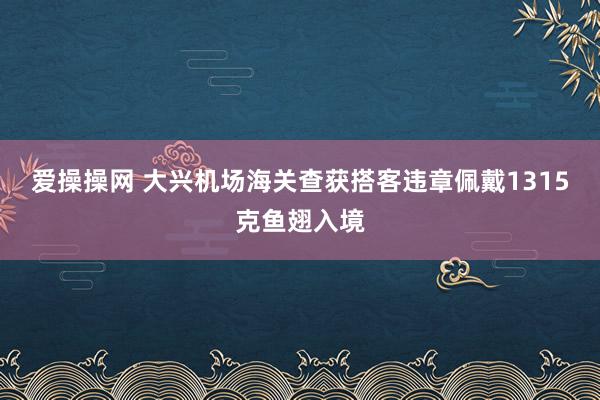 爱操操网 大兴机场海关查获搭客违章佩戴1315克鱼翅入境